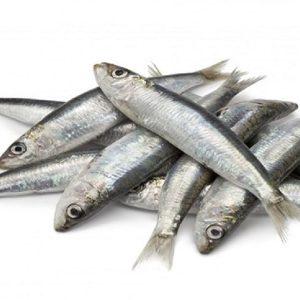 Silver Sardine Fish