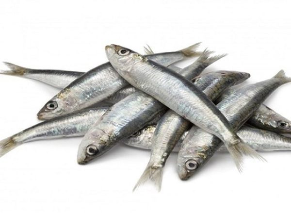 Silver Sardine Fish