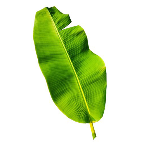 Banana leaves | CAN-ON Importers Inc