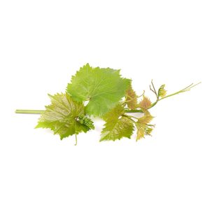 Veld grape leaves